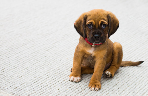 Five Reasons To Have Your Rug Professionally Cleaned